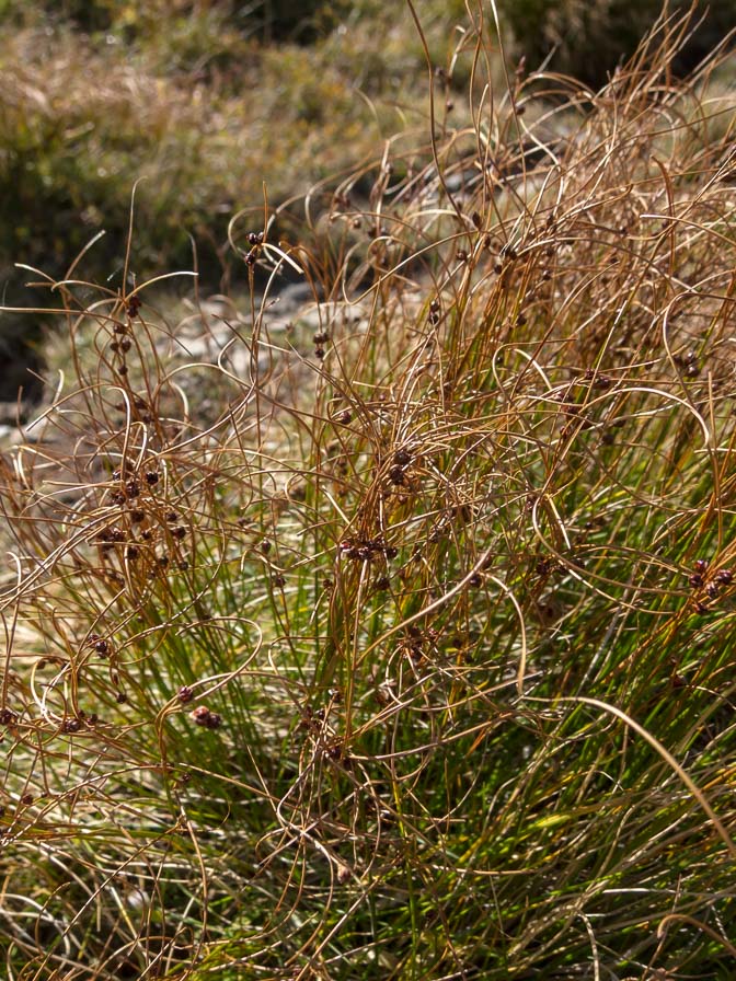 Cespi in crinale - Juncus trifidus